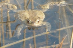 Kroete