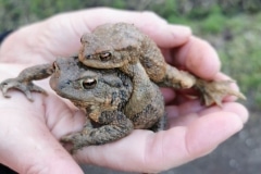 Kröten auf der Hand