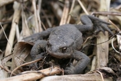Kröte