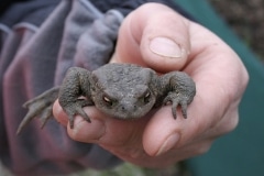 Kröte Hand