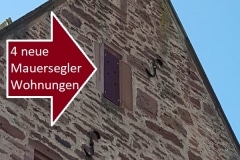 Nisthilfe für Mauersegler