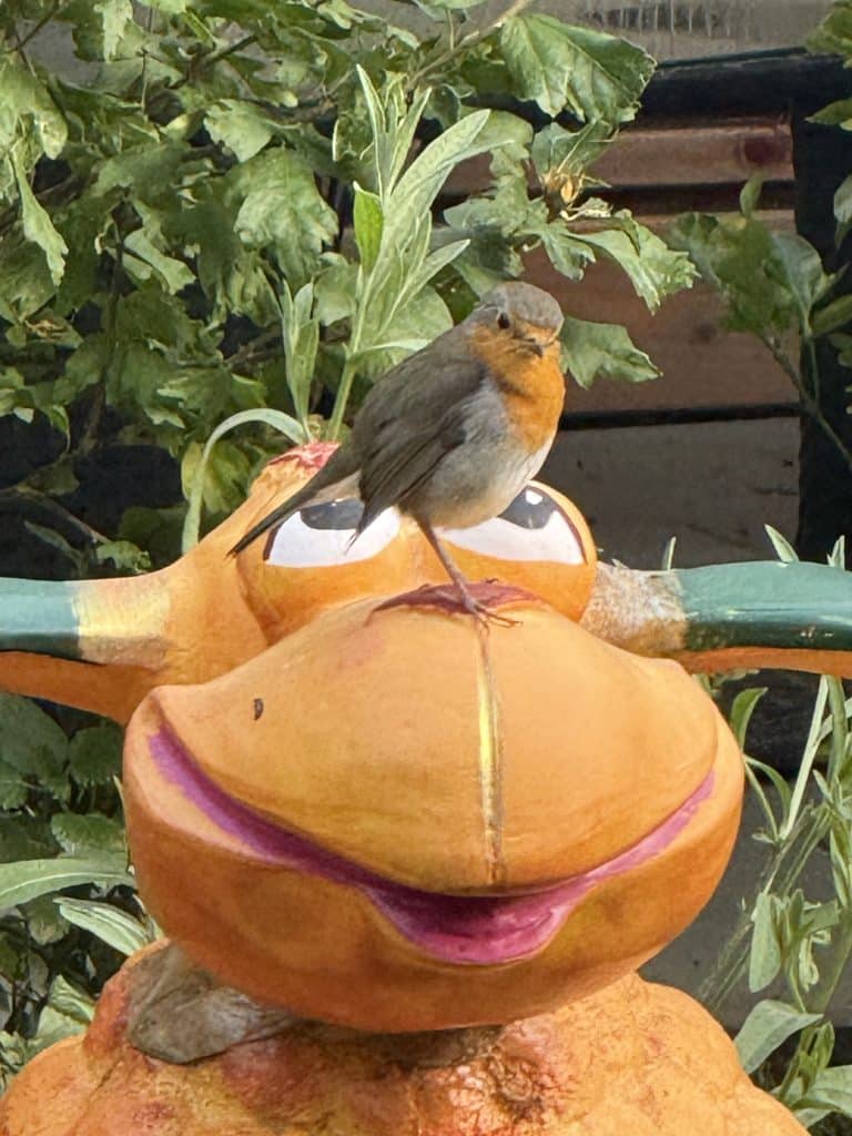 Rotkehlchen